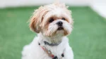 Shih Tzu Dog photo
