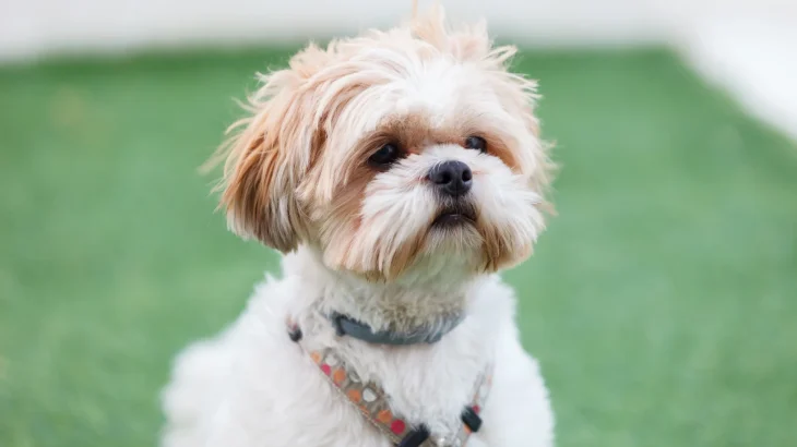 Shih Tzu Dog photo