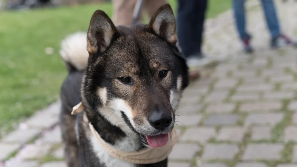 Shikoku Dog photo