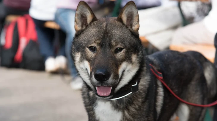 Shikoku Dog photo