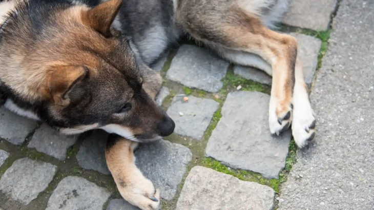 Shikoku Dog photo