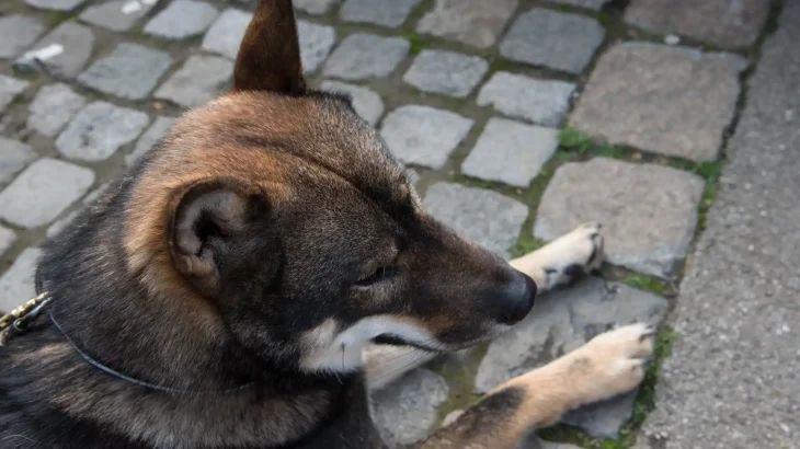 Shikoku Dog photo