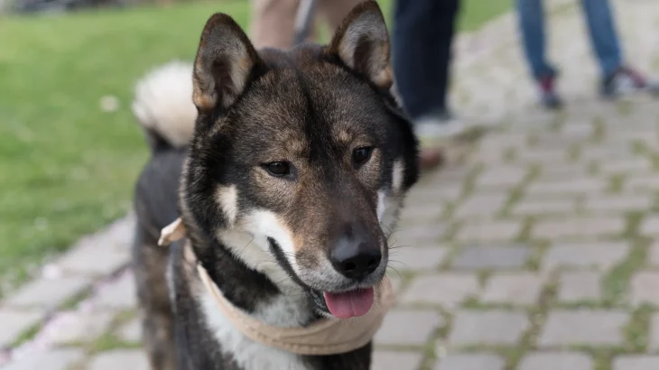 Shikoku Dog photo