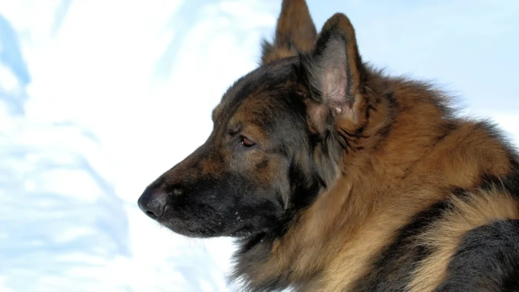 Shiloh Shepherd Dog photo