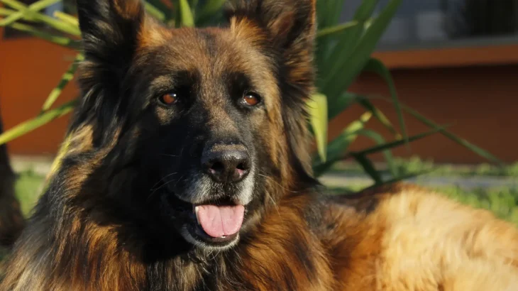 Shiloh Shepherd Dog photo