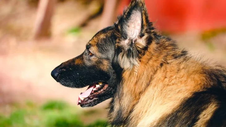 Shiloh Shepherd Dog photo