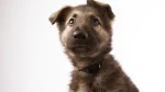 Shiloh Shepherd Dog photo