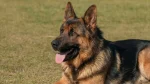 Shiloh Shepherd Dog photo