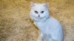 Shiraz Cat photo