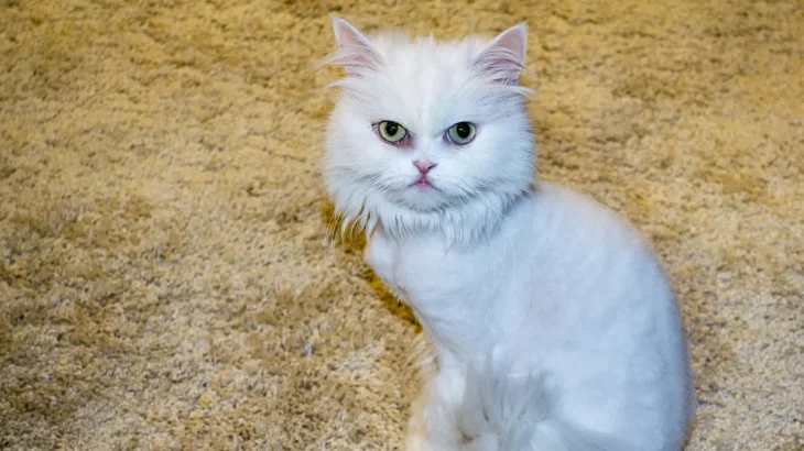 Shiraz Cat photo