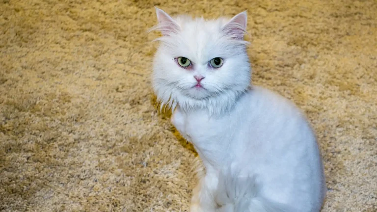 Shiraz Cat photo