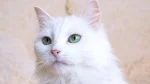 Shiraz Cat photo