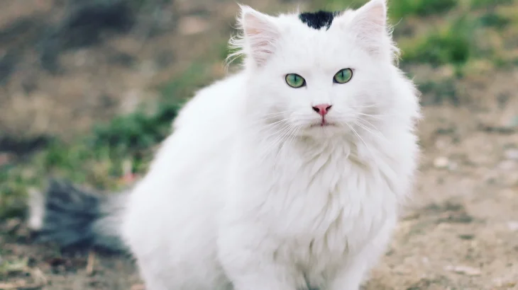 Shiraz Cat photo