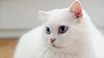 Shiraz Cat photo