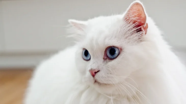 Shiraz Cat photo