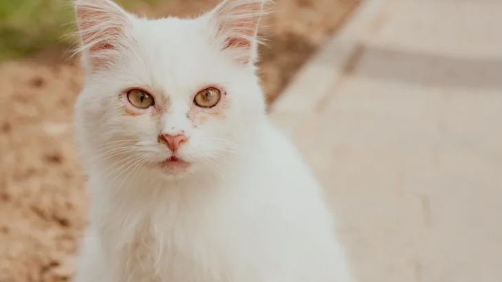 Shiraz Cat photo