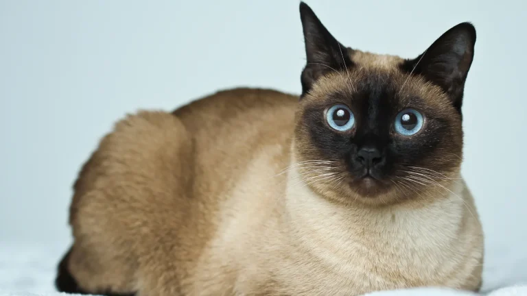Siamese Cat photo