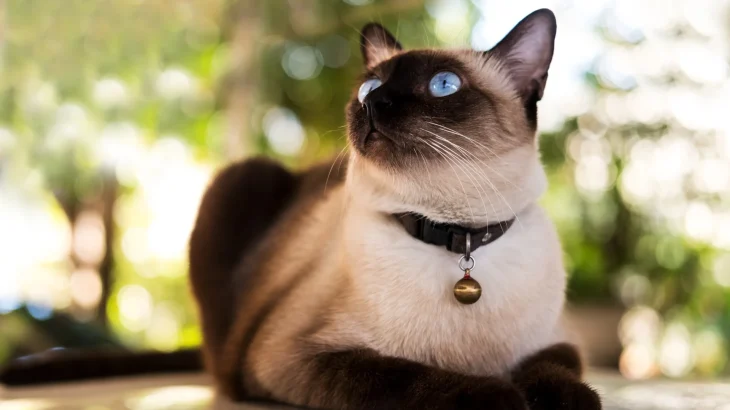 Siamese Cat photo