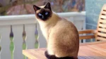 Siamese Cat photo