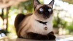 Siamese Cat photo