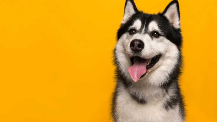 Husky Siberiano Dog photo