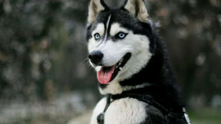 Husky Siberiano Dog photo