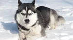 Husky Siberiano Dog photo