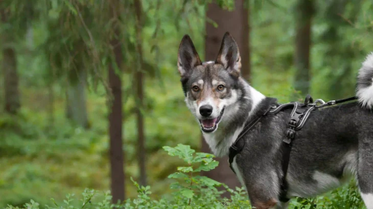 Siberian Laika Dog photo