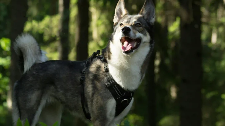 Siberian Laika Dog photo