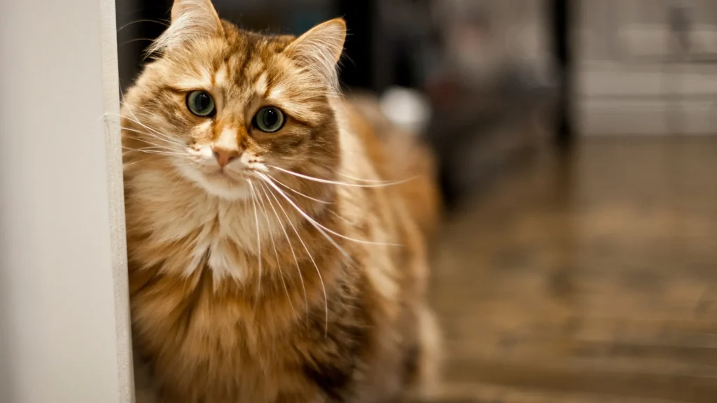 Siberian Cat photo