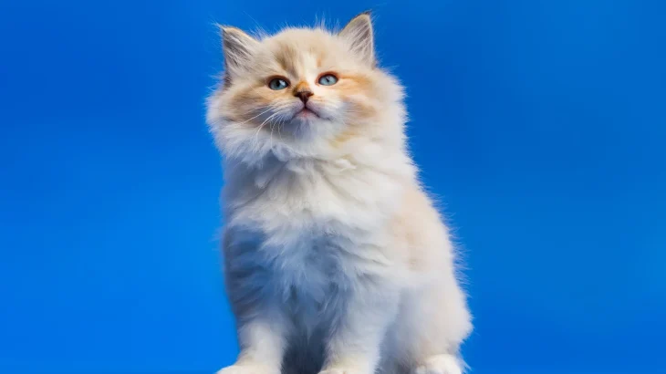 Siberian Cat photo