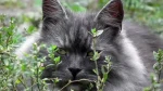 Siberian Cat photo