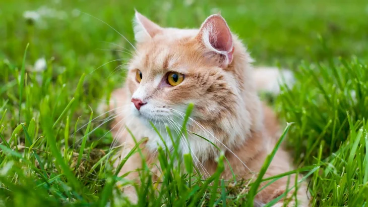 Siberian Cat photo