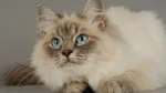 Siberian Cat photo