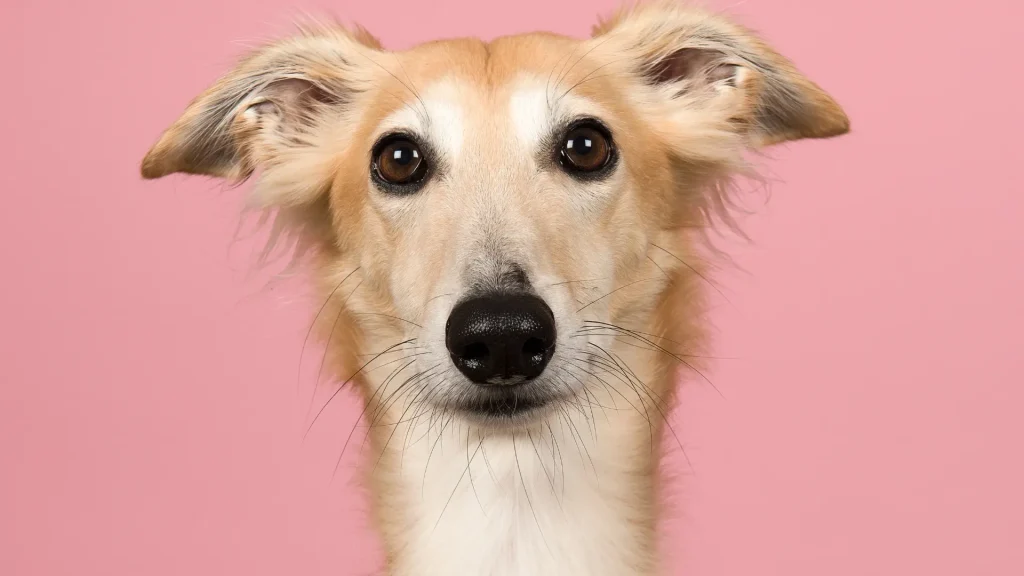 Silken Windhound Dog photo