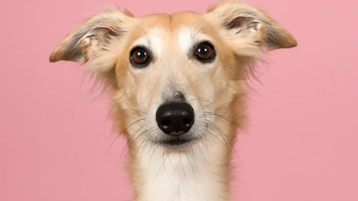 Silken Windhound Dog photo