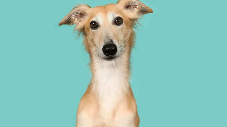 Silken Windhound Dog photo