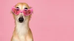 Silken Windhound Dog photo