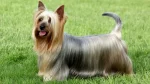 Silky Terrier Dog photo
