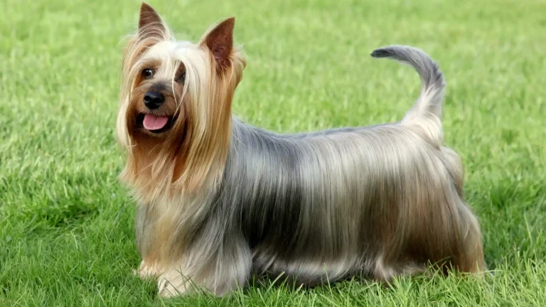 Silky Terrier Dog photo