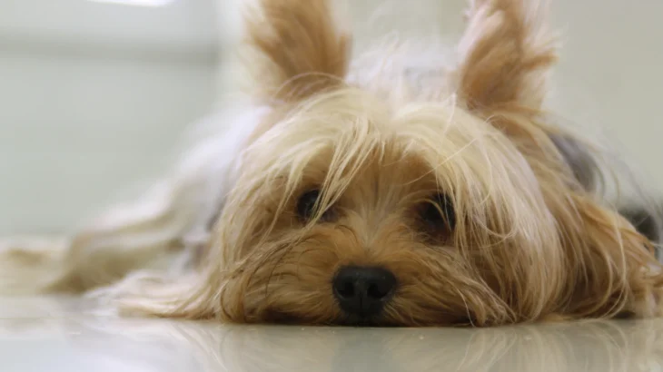 Silky Terrier Dog photo