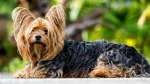 Silky Terrier Dog photo