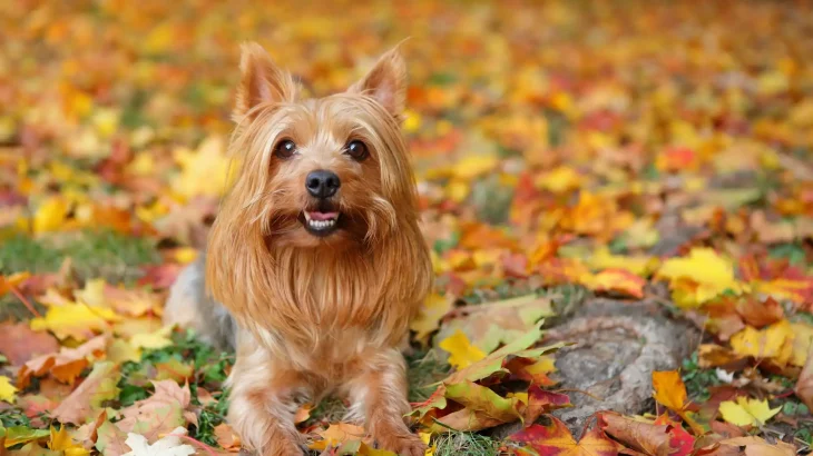 Silky Terrier Dog photo