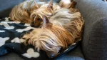 Silky Terrier Dog photo