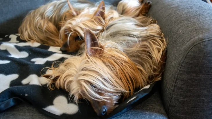 Silky Terrier Dog photo