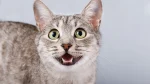 Singapura Cat photo