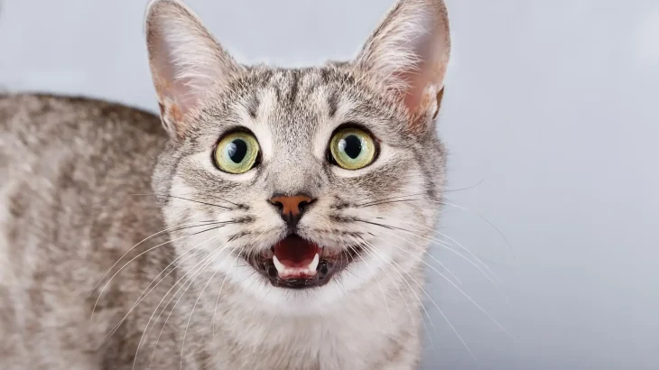 Singapura Cat photo