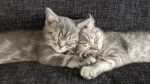 Singapura Cat photo
