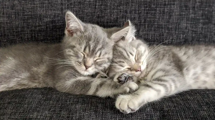 Singapura Cat photo