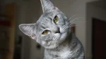 Singapura Cat photo